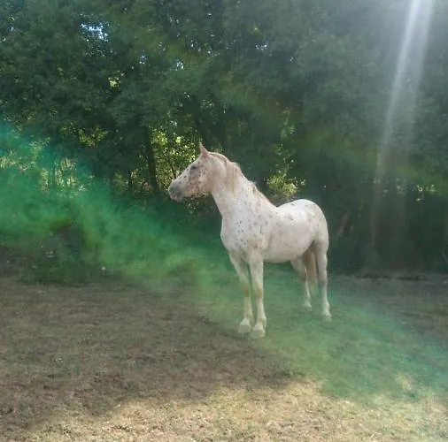 Les Roses Arconville