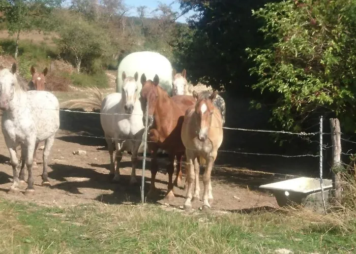 Les Roses Arconville